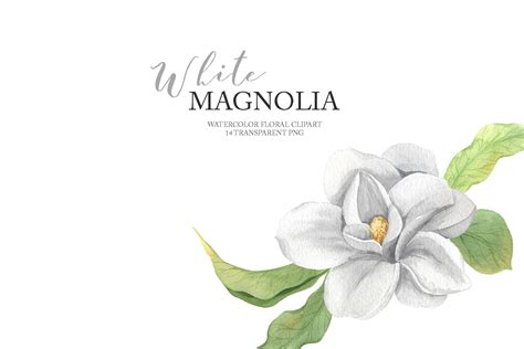 Watercolor Magnolia Flower Clipart Png By Larysa Zabrotskaya