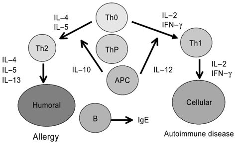 T Helper Th 1 And Th2 Cells Thp Th Precursors Il Interleukin