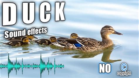 Duck Sounds Duck Noisesduck Quack Sound Effect Without Copyright