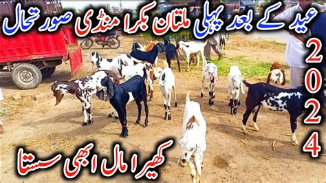 Multan Mandi Latest Update Today Routine Bakra Mandi Update Bakra