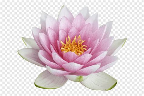 Nelumbo Nucifera Water Lilies Sacred Lotus Flower Png PNGEgg