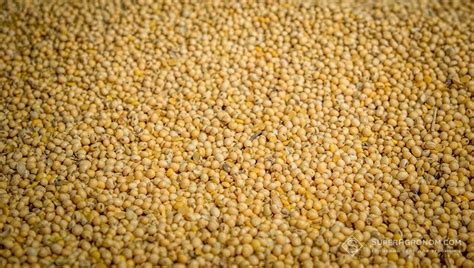 На ГМ-сою знижуються ціни попиту вперше з початку року — SuperAgronom.com