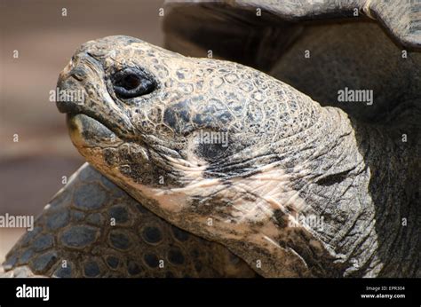 Head of a giant Galapagos tortoise Stock Photo - Alamy