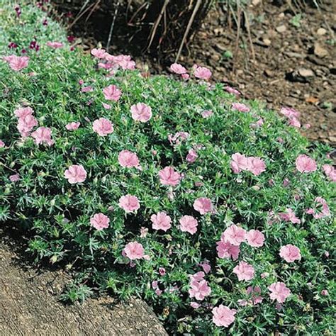 Geranium Perennial Flower Seeds | Bloody Cranesbill | Geranium sanguineum