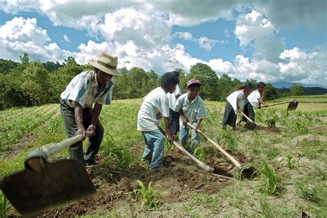 Maya Culture: Alive and Well Today - Cooperative for Education