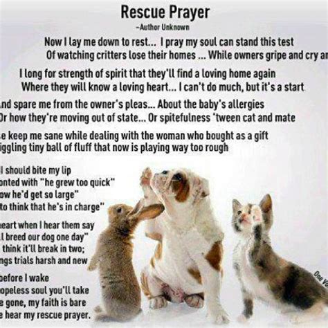 1000 Images About Prayers For Pets On Pinterest Pets Kittens And