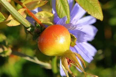 Close Detail Of Wild High Bush Cranberry Stock Image Image Of Outside