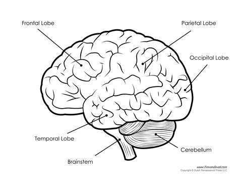 Diagram Of The Human Brain Tims Printables