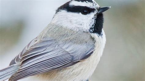 Mountain Chickadee National Geographic