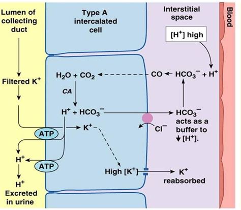 Renal Physiology Fluid And Electrolyte Balance Artofit