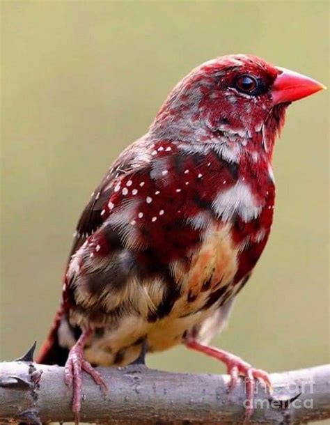 Strawberry Finch Photograph by Nehemiah Art - Fine Art America