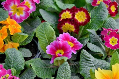 Free picture: plant, flower, primrose, flowers, herb, leaf, garden, nature