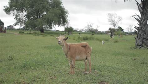 Africa Ghana Northern Region Goat Stock Footage Video 100 Royalty