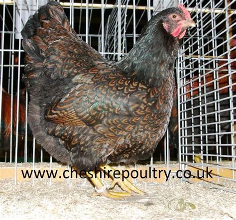 Double Laced Barnevelder From Cheshire Poultry Buy Hatching Eggs