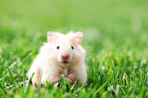 Tiny Fluffy Hamster On Green Grass Stock Image Image Of Nose Fluffy