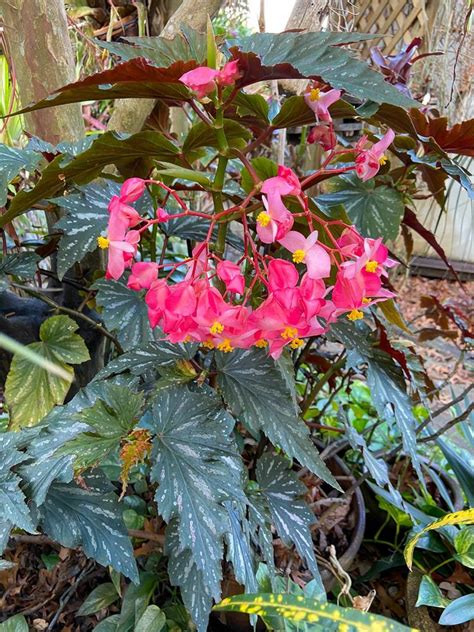 Cane Begonia Begonia Lana In The Begonias Database