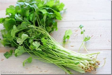 ¿para Qué Sirve El Cilantro ¡descubre Todas Sus Increíbles Propiedades