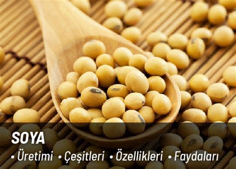 Soya Fasulyesi Kalite Kontrol Nde Yeni Z Mler Abp Tah L Un G Da