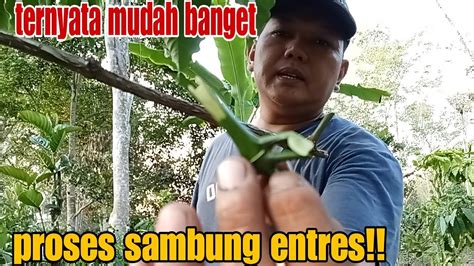 Cara Pembudidayaan Kopi Agar Berbuah Lebat Inilah Cara Sambung Stek