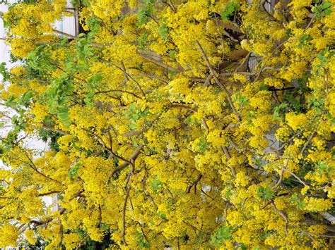 Amaltas Tree | Indian Laburnum Tree | Golden Shower Tree