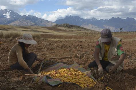 Olluquito Con Charqui ¿cuál Es Su Origen Y Por Qué Es Uno De Los Platos Más Antiguos De América