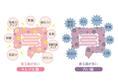 便秘改善だけじゃない！腸活の効果とおすすめの方法を紹介｜cospaコ・ス・パ