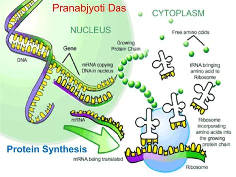 Protein synthesis | PPT