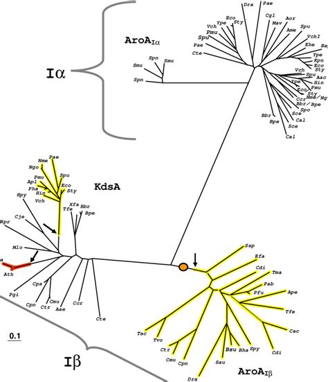 Unrooted Phylogenetic Tree Radial View Of Homology Class I Proteins Download Scientific