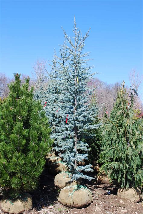 Specialty Conifers Planters Choice