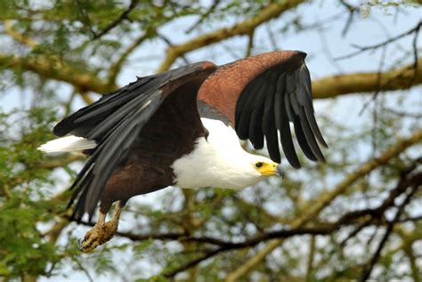 Malawi Fish Eagles