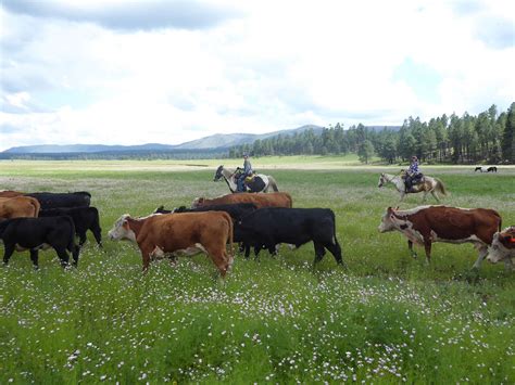 Arizona Cattle Drives Photo Gallery Sprucedale Ranch Alpine Az 85920