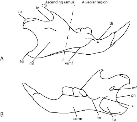 6. Mandibular anatomy in rodents in labial (A) and lingual view (B).... | Download Scientific ...