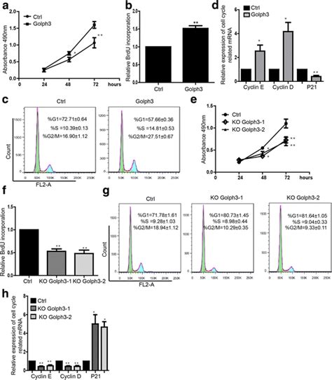 Golph Regulates Cell Proliferation And Cell Cycle A Mts Assay Showed