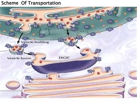 Endoplasmic Reticulum Cell Organelle Ppt