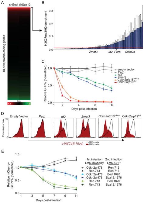 The Polycomb Complex Prc Supports Aberrant Self Renewal In A Mouse