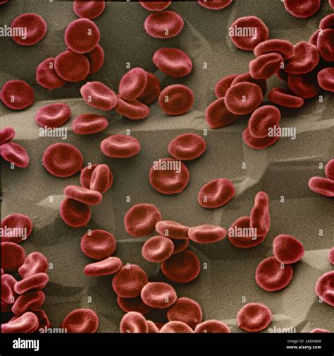 Red Blood Cells Coloured Scanning Electron Micro Graph Sem Of Red