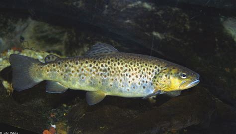 Salmo Trutta Brown Trout