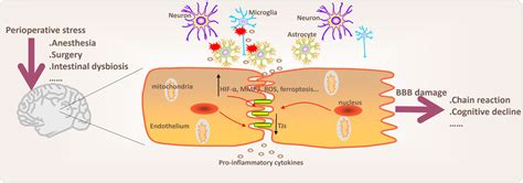 Frontiers Research Progress On Perioperative Blood Brain Barrier