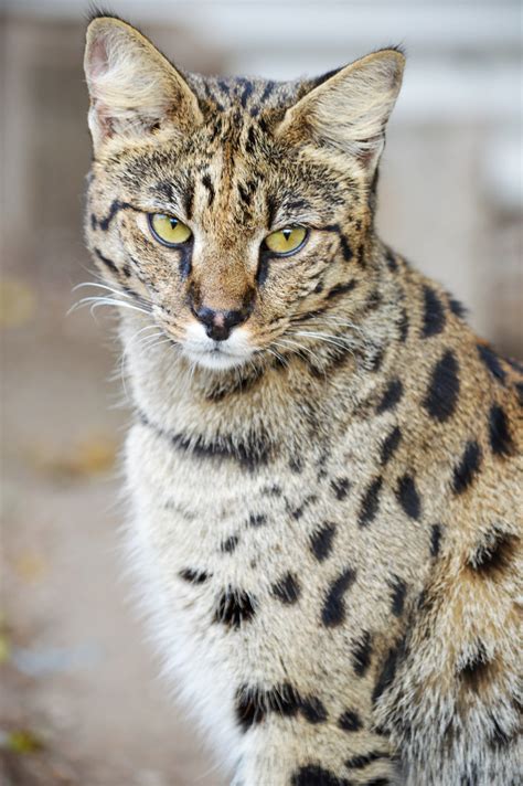 About Savannah Cats 2 — A1 Savannahs