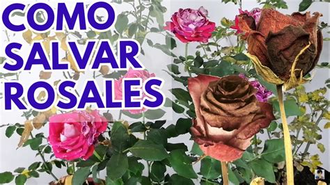 Rosas Rosales Como Salvar De La Marchitez CHUYITO JARDINERO YouTube