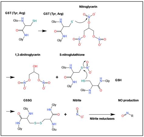 Biomolecules Free Full Text Glutathione S Transferases As Potential