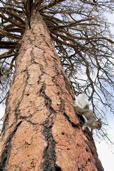 Aberts Squirrel Tassel Eared Squirrel On Side Of Old