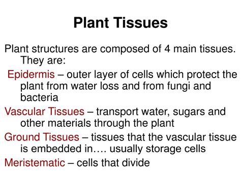 Ppt Plant Tissues Powerpoint Presentation Free Download Id3036671