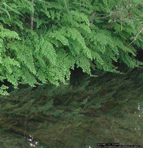 Plantfiles Pictures Adiantum Species Black Maidenhair Fern