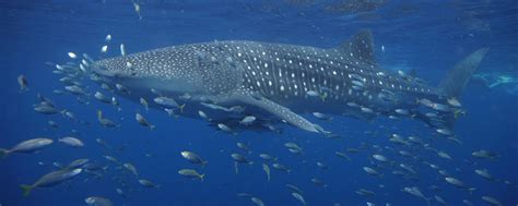 Requin Australie Voir Observer Nager Plonger Avec Les Requins En