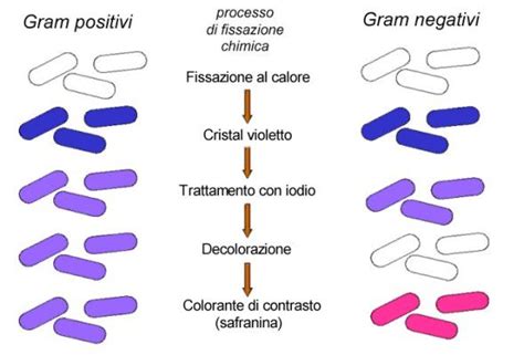 Colorazione Di Gram Distinguere E Classificare I Batteri