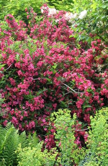 25 Best Flowering Shrubs For Full Sun Hgtv