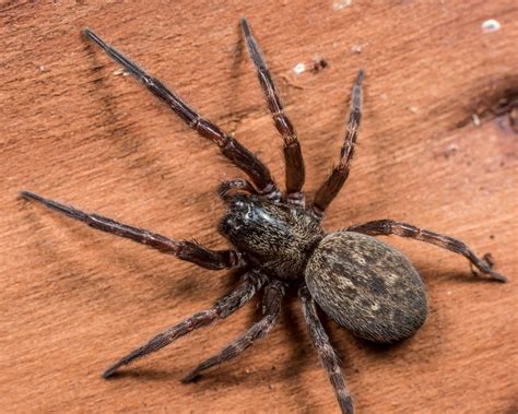 Badumna Longinqua Grey House Spider Southern Alps Photography