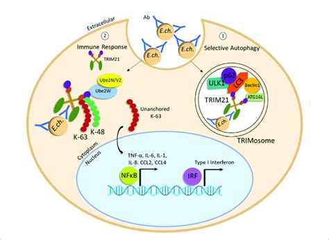 Degradation Of E Chaffeensis By Antibody Trim Mediated Selective