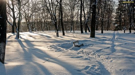 Tapety zdjęcia Zima Las Ślady Zaśnieżona Ławka Drzewa